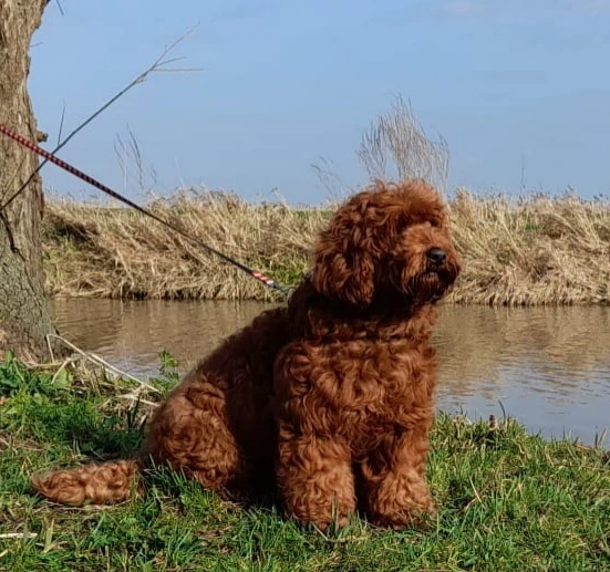 Amy - moeder Amy × Bruno nest