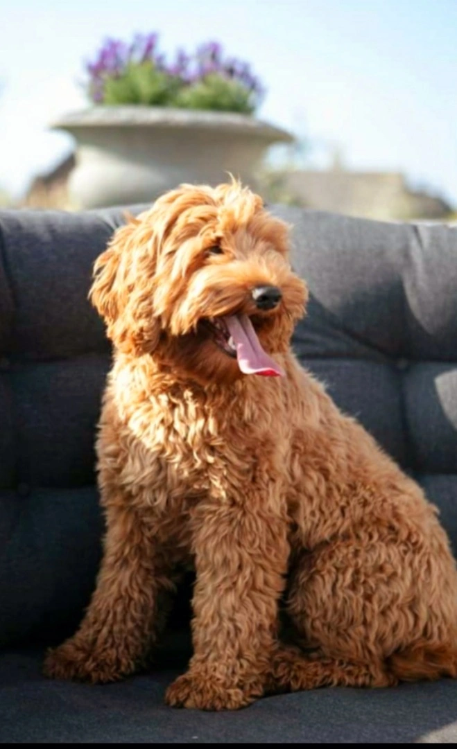 Red Australian Labradoodle — Bella
