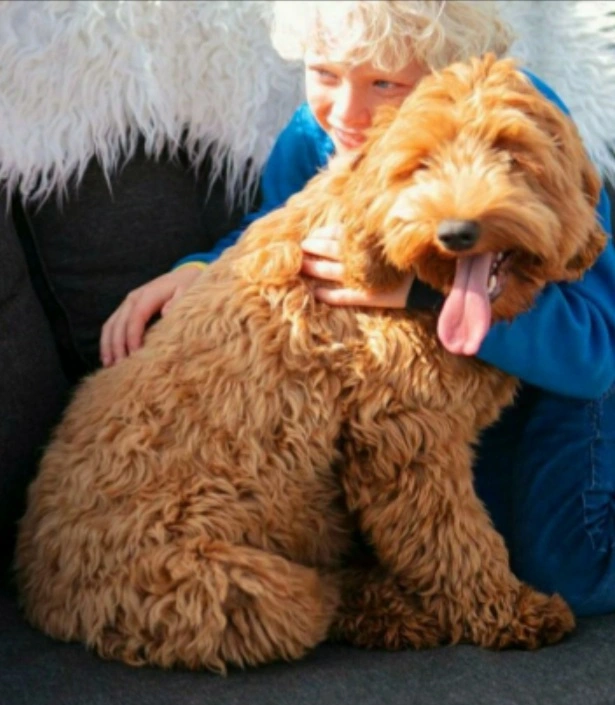 Bella - Rode medium Australian Labradoodle Brambles Bella