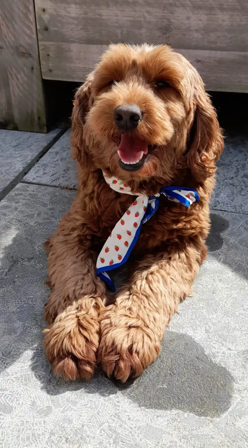 Bibi — Australian Labradoodle bij Labradoodle Belle Epoque, Nieuwkoop