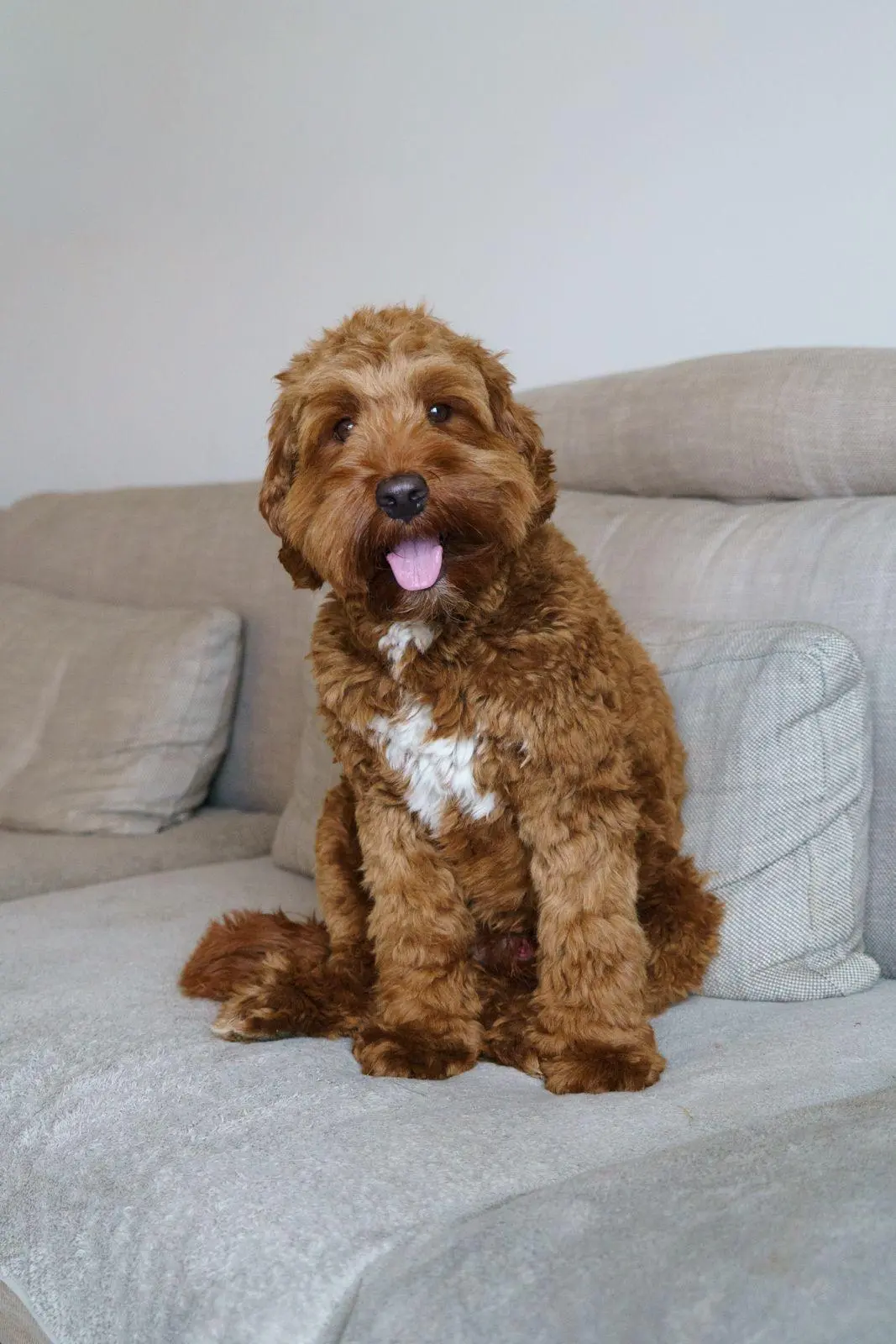 Bruno - vader Cobberdog nestje