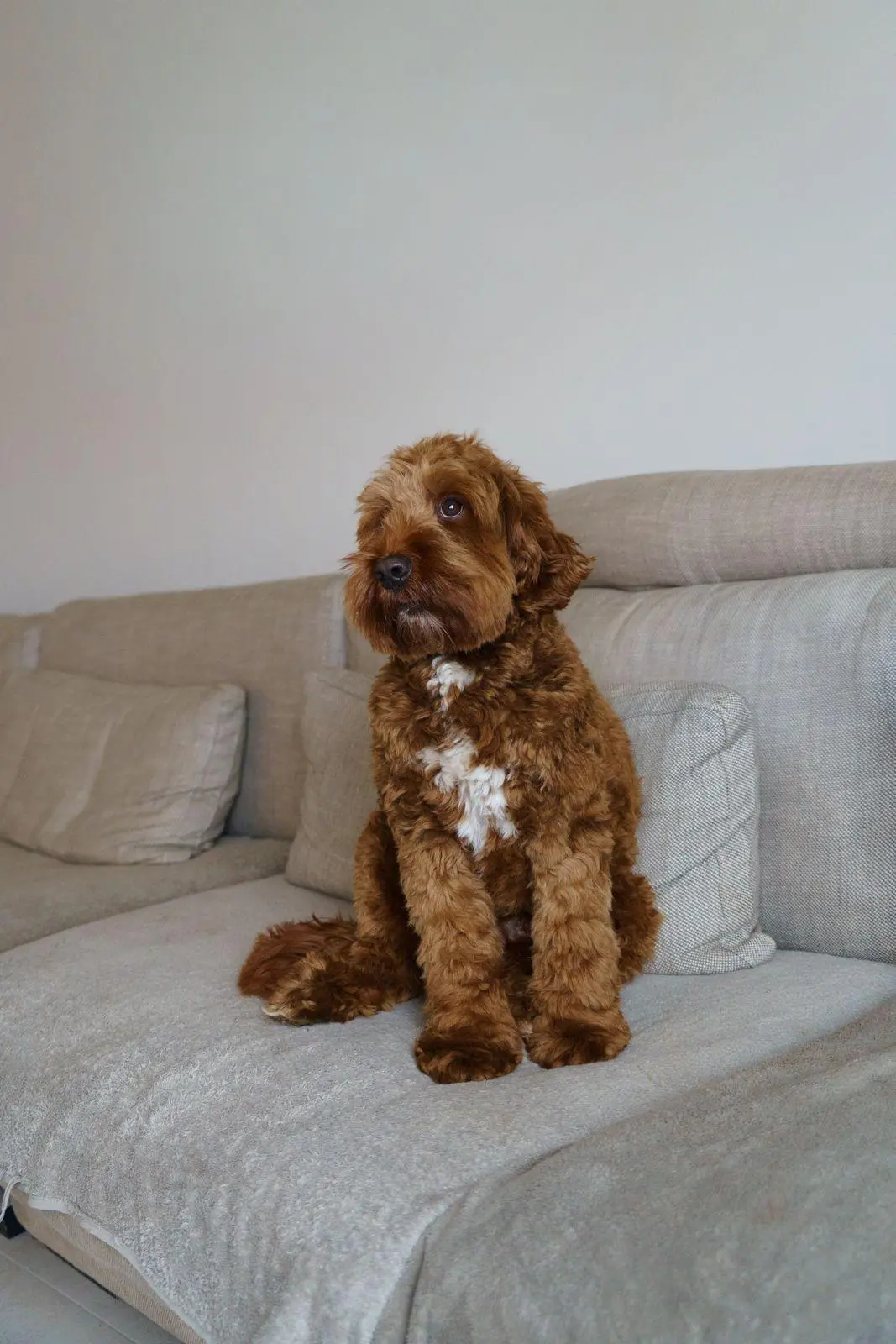 Bruno, tweede foto