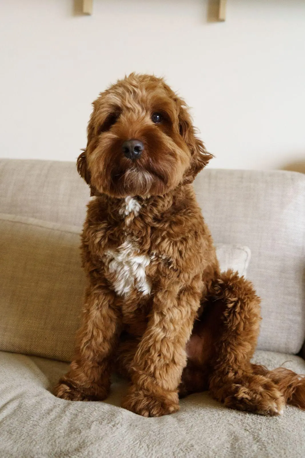 Bruno, vierde foto