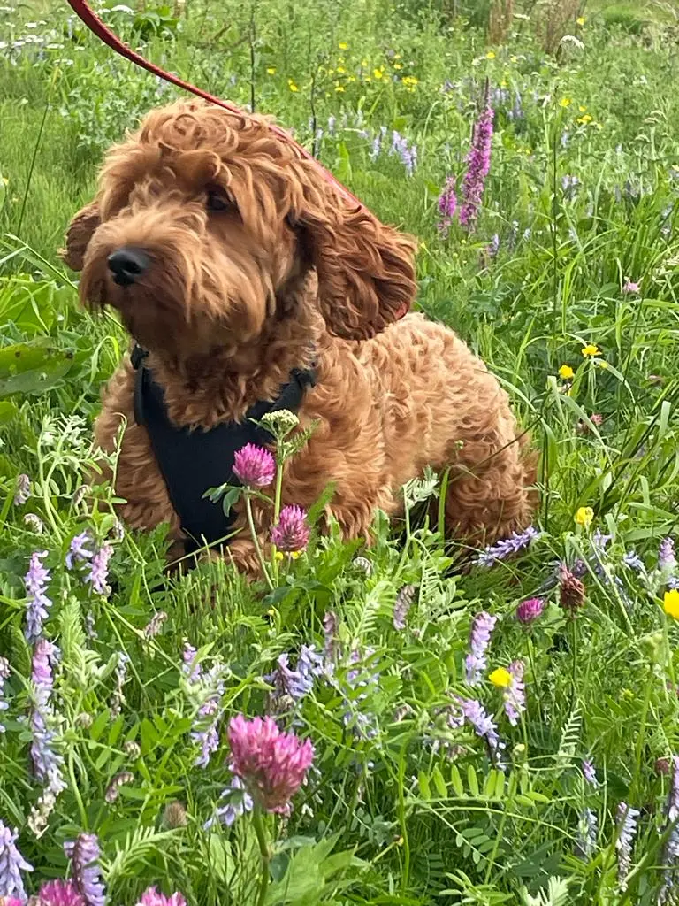 Red Australian Labradoodle — Lilly